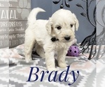 Small Photo #9 Goldendoodle Puppy For Sale in CEDAR GAP, MO, USA