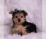 Small Photo #37 Yorkshire Terrier Puppy For Sale in WARSAW, IN, USA
