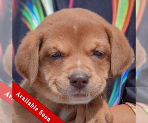 American Bulldog-Chocolate Labrador retriever Mix Dogs for adoption in Huntley, IL, USA