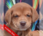 Small American Bulldog-Chocolate Labrador retriever Mix