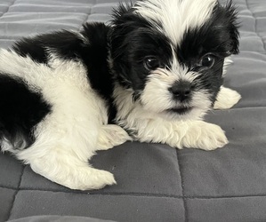 Shih Tzu Puppy for sale in JARRELL, TX, USA