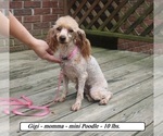 Small Photo #1 Poodle (Miniature) Puppy For Sale in CLARKRANGE, TN, USA