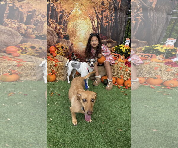 Medium Photo #10 Mutt Puppy For Sale in Oakhurst, NJ, USA