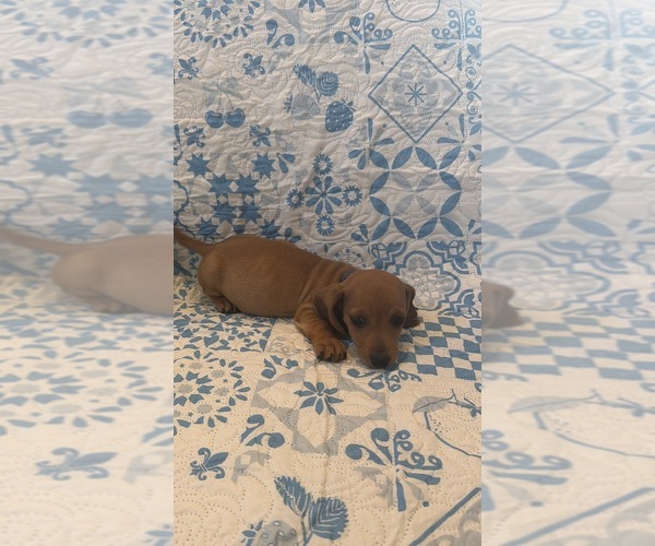 Medium Photo #2 Dachshund Puppy For Sale in WILEY, CO, USA