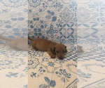 Small #1 Dachshund