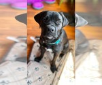 Small #3 Retriever  Mix