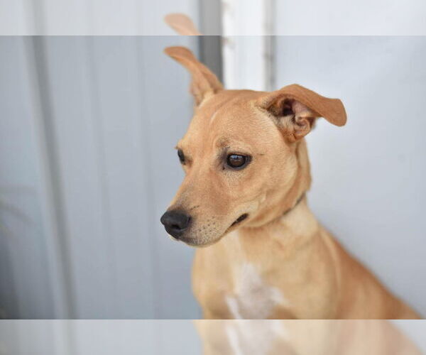 Medium Photo #2 Mutt Puppy For Sale in Evansville, IN, USA