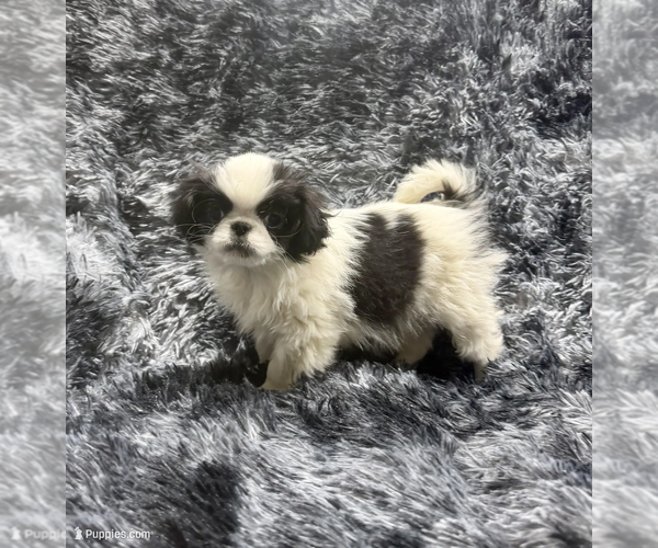 Medium Photo #2 Japanese Chin Puppy For Sale in BELTON, MO, USA