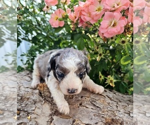 Aussie-Poo-Aussiedoodle Mix Puppy for sale in TAYLOR, TX, USA