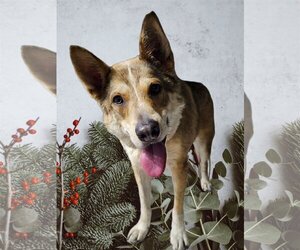Australian Shepherd-Unknown Mix Dogs for adoption in Phelan, CA, USA