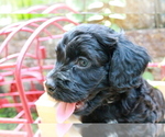 Puppy 4 Cocker Spaniel-Poodle (Miniature) Mix