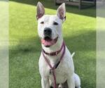Small #1 American Pit Bull Terrier Mix
