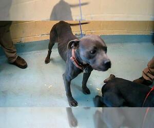 Mutt Dogs for adoption in Tulsa, OK, USA