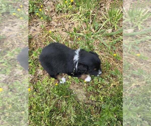 Medium Photo #4 English Shepherd Puppy For Sale in UPTON, KY, USA