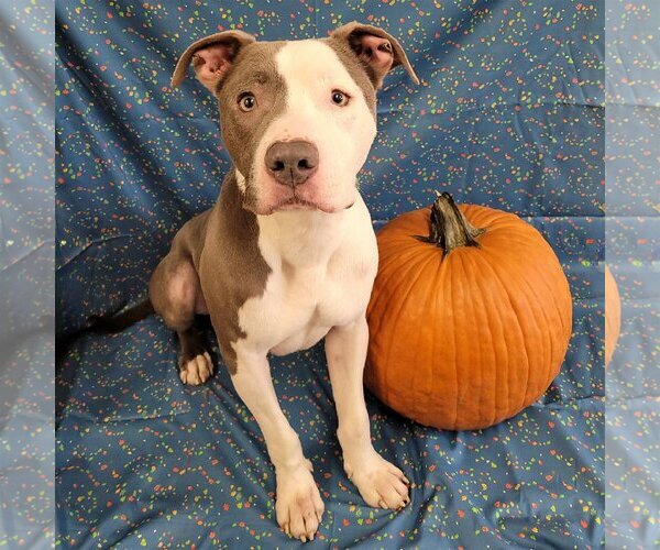 Medium Photo #3 American Pit Bull Terrier Puppy For Sale in FAIRLAWN, OH, USA
