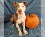 Small Photo #3 American Pit Bull Terrier Puppy For Sale in FAIRLAWN, OH, USA