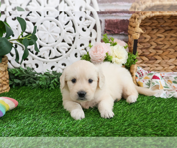 Medium Photo #2 Golden Retriever Puppy For Sale in SYRACUSE, IN, USA