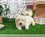 Small #1 Golden Retriever