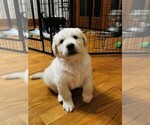 Small #1 English Cream Golden Retriever-Great Pyrenees Mix