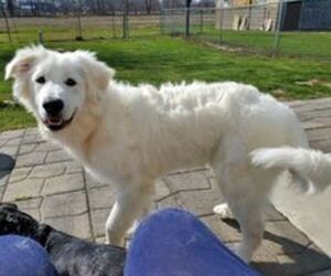 Great Pyrenees Puppy for sale in LOUISVILLE, IL, USA