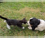 Small #7 English Springer Spaniel