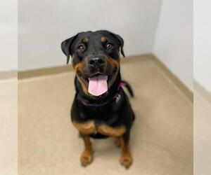 Rottweiler Dogs for adoption in Aurora, CO, USA
