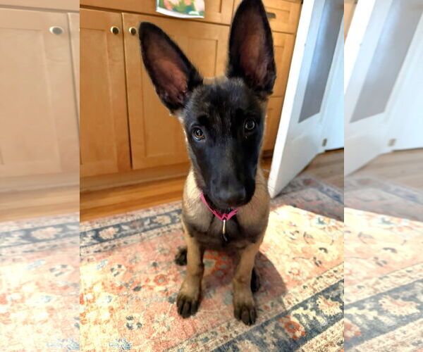 Medium Photo #5 Mutt Puppy For Sale in Gretna, NE, USA