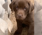 Small Photo #15 Labrador Retriever Puppy For Sale in BANDERA, TX, USA