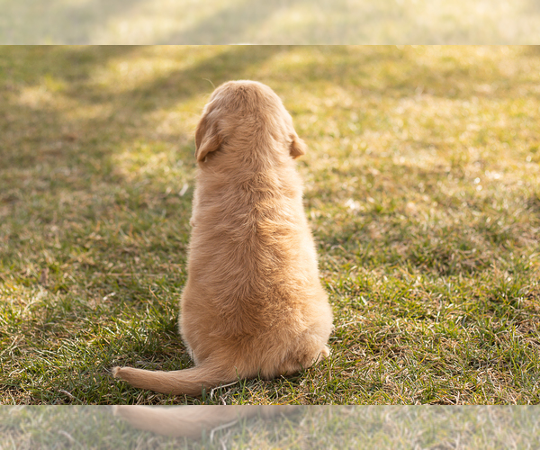 Medium Photo #6 Golden Retriever Puppy For Sale in WOLCOTTVILLE, IN, USA