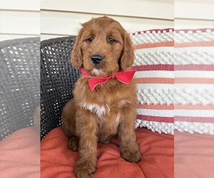 Goldendoodle Litter for sale in WOODBURN, IN, USA