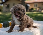 Small #8 Miniature Bernedoodle
