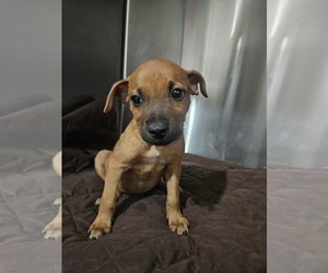 Box heeler Dogs for adoption in El Centro, CA, USA
