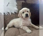 Small Photo #4 English Cream Golden Retriever Puppy For Sale in CHUCKEY, TN, USA