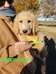 Small Photo #16 Goldendoodle Puppy For Sale in CLARKSVILLE, TX, USA