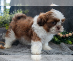 Small Photo #3 Shih Tzu Puppy For Sale in MIDDLEBURY, IN, USA
