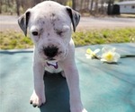 Small Photo #3 Bullboxer Pit Puppy For Sale in NORTH ROSE, NY, USA