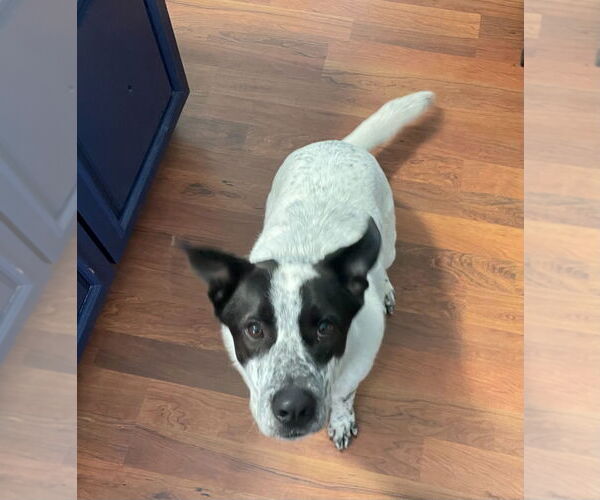 Medium Photo #8 Mutt Puppy For Sale in Minneapolis, MN, USA