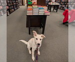 Small #4 German Shepherd Dog-Great Pyrenees Mix
