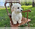 Small #2 Poovanese