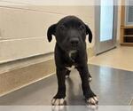Small Labrador Retriever Mix