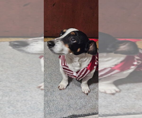 Medium Photo #2 Jackshund Puppy For Sale in Springdale, PA, USA