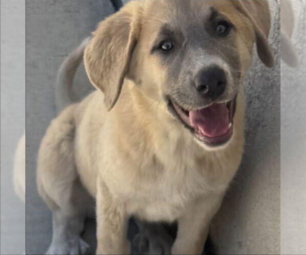 Medium Photo #5 Anatolian Pyrenees Puppy For Sale in Hayward, CA, USA