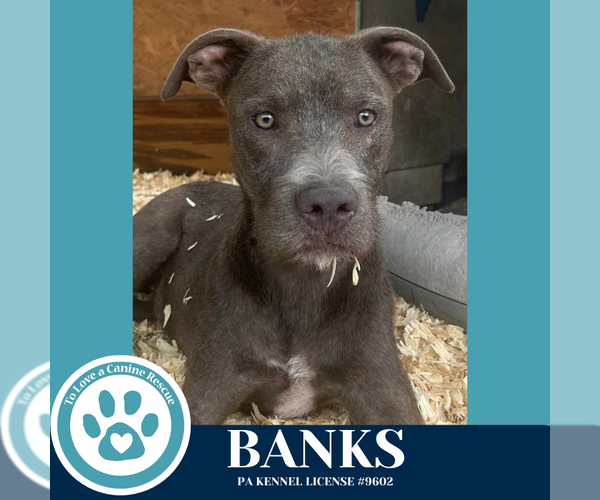 Medium Photo #2 American Pit Bull Terrier-Unknown Mix Puppy For Sale in Kimberton, PA, USA