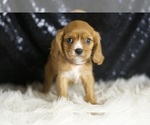 Small #2 Cavalier King Charles Spaniel