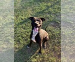 Small #3 American Pit Bull Terrier-Labrador Retriever Mix