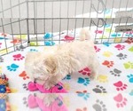 Small #1 Maltese-Poodle (Toy) Mix