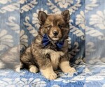 Small Photo #3 Pomsky Puppy For Sale in PEACH BOTTOM, PA, USA