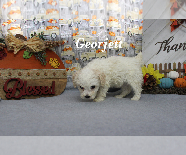 Medium Photo #13 Poodle (Toy) Puppy For Sale in CHANUTE, KS, USA