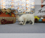 Small #12 Poodle (Toy)