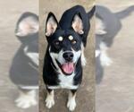 Small #2 German Shepherd Dog Mix